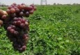 برداشت زودرس ترین انگور یاقوتی کشور در سیستان/ امسال 8500 تن انگور یاقوتی قرمز از تاکستانهای سیستان روانه بازار مصرف می شود