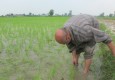 سونامی واردات برنج کمر برنجکاران سیستان و بلوچستان را خمیده تر کرد