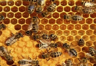 حمایت از زنبورداران گامی موثر در افزایش تولید و صادرات