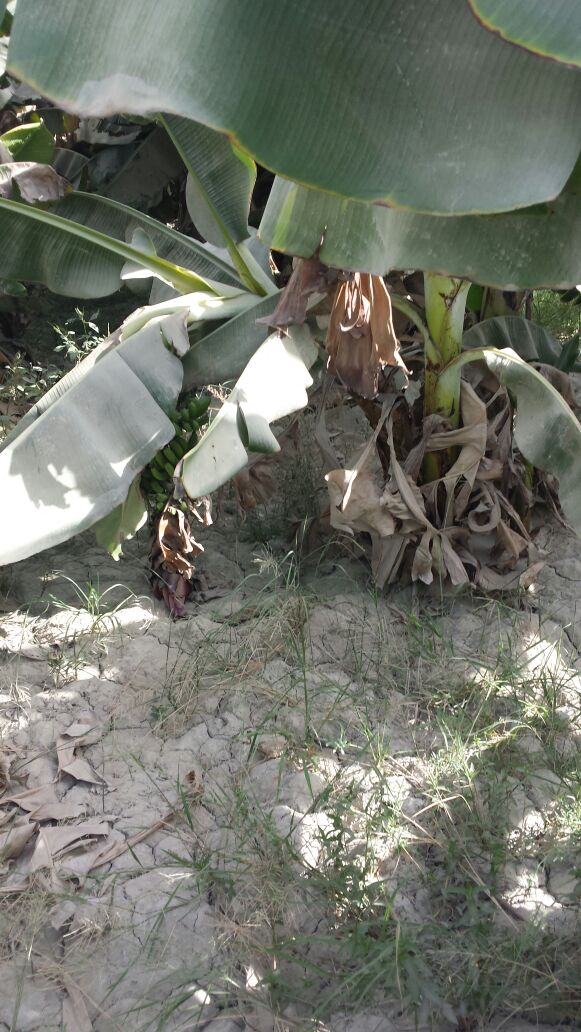 باغات موز باهوکلات در معرض خشکسالی + تصاویر