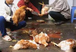 شیوع بیماری آنفولانزای مرغی در مازندران/ مرغ زنده اصلا نخريد