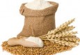 بیش از ۵۰۰ تن گندم از کشاورزان ایرانشهری خریداری شد