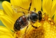 باکتری که به تقویت سیستم ایمنی زنبور کمک می‌کند