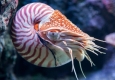 ظهور دوباره نایاب ترین موجود دریایی پس از 30 سال