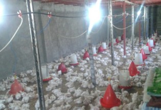 افتتاح یک واحد پرورش مرغ گوشتی در شهرستان نیمروز