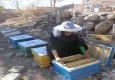 درآمدی به شیرینی عسل/ تحقق اقتصادمقاومتی با زنبورداری در دهستان تمین