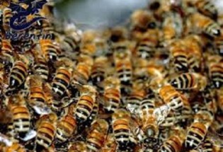 حمله زنبورهای وحشی به یک روستا جان یک نفر را گرفت