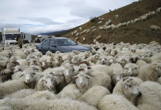 عکس/ سلفی گوسفندان با خودروی بنز