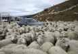 عکس/ سلفی گوسفندان با خودروی بنز