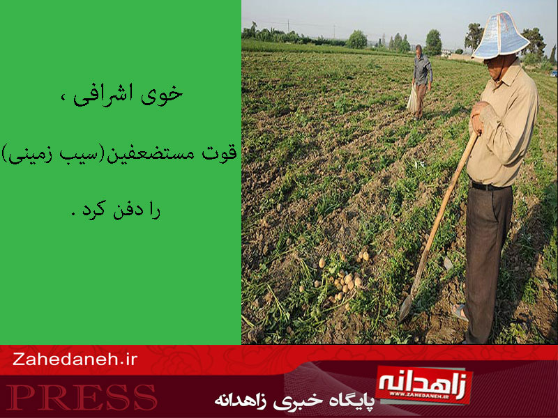 عکس نوشته/ امحاء و دفن 1700 تن سیب زمینی برای جلوگیری از کاهش قیمت