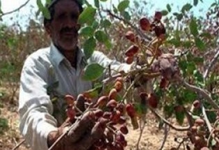 طلای سبز بلوچستان در انتظار حمایت/ رنج باغداران و گنج دلالان