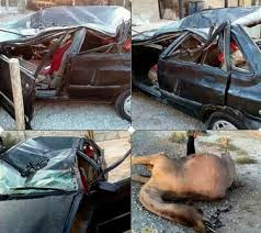 جاده های جنوب شرق جولانگاه شترهای حادثه ساز/ 9 قربانی در محور ایرانشهر -بم
