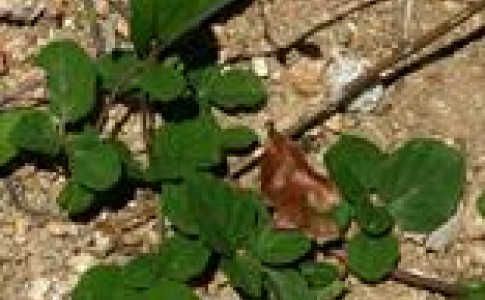 سیستان وبلوچستان بهشت گیاهان دارویی و زینتی/سهرمرد گیاهی با چهل گونه