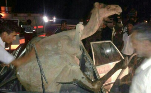 تصادف مرگبار پراید با شتر در محور ایرانشهر-بم/ 4 تن کشته شدند+ تصاویر