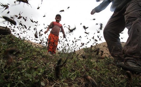 ملخ های یمنی در راه ایران/ آماده باش جهاد کشاورزی جنوب شرق برای مقابله