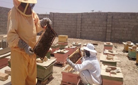 شهد شیرین اقتصاد مقاومتی با تولید نیم تن عسل مرغوب در مهرستان