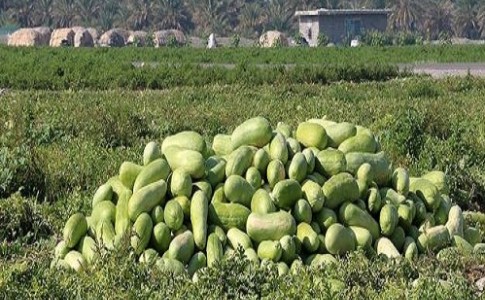آیا بلای دفن سیب زمینی به شیوه ای دیگر بر سر هندوانه دلگان سیستان و بلوچستان می آید
