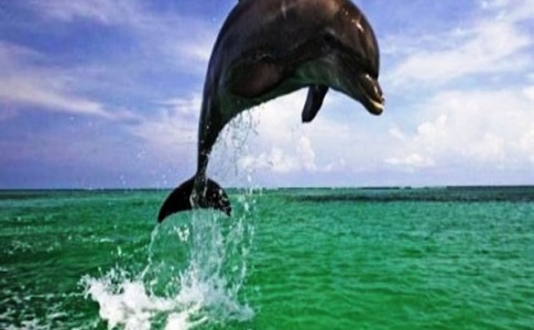 حمله همه جانبه تورهای اسراییلی به دلفین های قشم