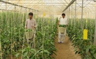 گزارش تصویری / برداشت محصولات گلخانه ای در میرجاوه
