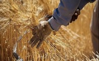 پیش بینی برداشت ۴هزار تن گندم از مزارع شهرستان میرجاوه