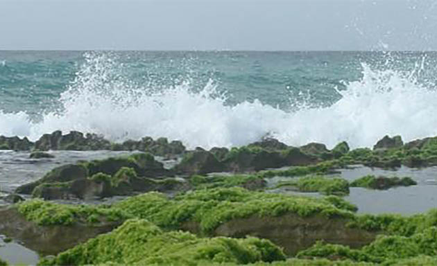 نقش فرش هایی از جنس خزه بر صخره های سواحل زیبای چابهار+ تصاویر