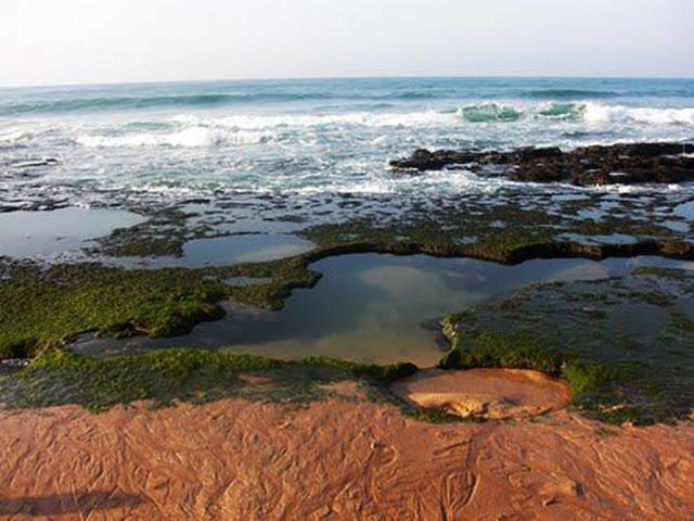 نقش فرش هایی از جنس خزه بر صخره های سواحل زیبای چابهار+ تصاویر
