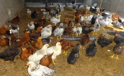 پشتکار همراه با چاشنی درآمدزایی انگیزه کارآفرین خاشي برای پرورش مرغ بومي