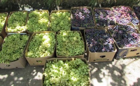 گزارش تصویری/ برداشت محصول انگور در شهرستان میرجاوه