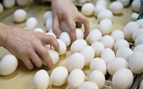 فروش تخم مرغ‌های آلوده به ویروس سالمونلا در جمهوری آذربایجان/ هشداری برای مسئولان گمرکی ایران!