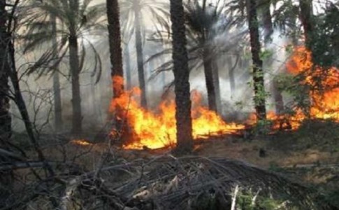 آتش سوزی در دهستان تاروان ایرانشهر بیش از هزار اصله نخل آماده برداشت را خاکستر کرد