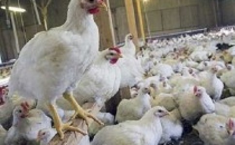 افزایش قیمت مرغ صدای اعتراض زاهدانی ها را درآورد