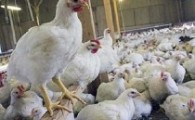 افزایش قیمت مرغ صدای اعتراض زاهدانی ها را درآورد