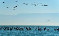 مهمترین زیستگاه طبیعی کشور در خطر نابودی/ بهشت پرندگان ایران می‌خشکد؟