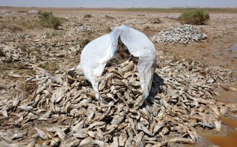 مرگ اجباری میلیون های ماهی در تالاب هامون/ دست خالی دولتی که قرار بود محیط زیستی باشد