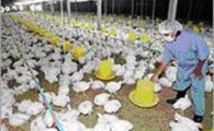 محقق شدن اقتصاد مقاومتی با پرورش مرغ گوشتی