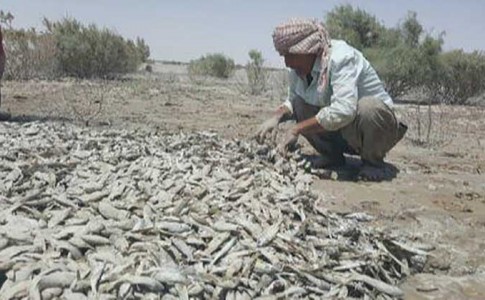 توزیع 20 هزار قطعه بچه ماهی در استخرهای شهرستان نیمروز/افزایش 12 درصدی ماهی خشک از تالاب هامون