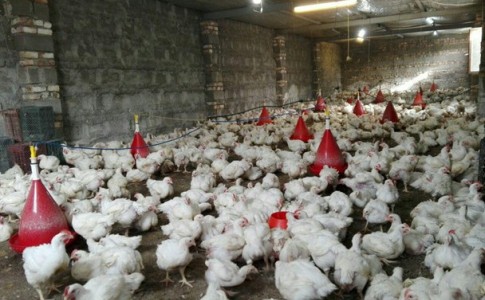 توسعه پرورش مرغ در جهت اقتصاد مقاومتی/ توکل و پشتکار راز موفقیت کارآفرینی