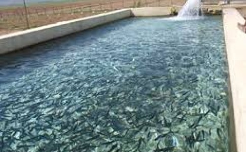 توزیع ۷۷ هزار قطعه بچه ماهی گرمابی در میرجاوه