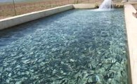 توزیع ۷۷ هزار قطعه بچه ماهی گرمابی در میرجاوه