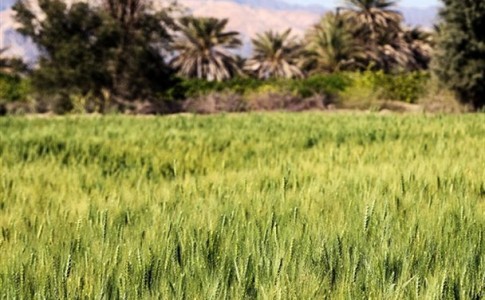آغاز کاشت گندم و جو در اراضی کشاورزی شهرستان دلگان