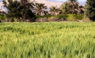 آغاز کاشت گندم و جو در اراضی کشاورزی شهرستان دلگان