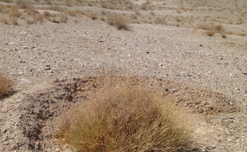 احیای مراتع درمیرجاوه، خشک ترین نقطه ایران
