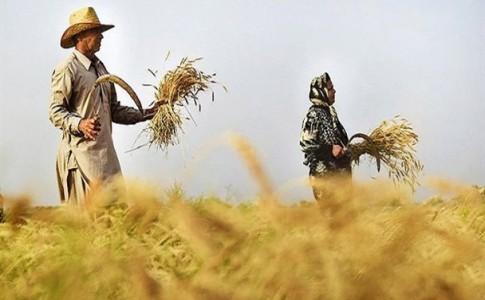 معوقات کشاورزان ایرانشهر پرداخت می شود