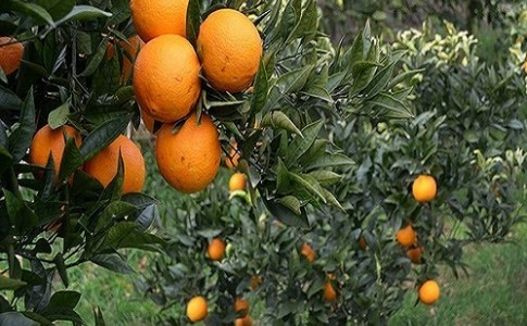 برداشت سالانه ۷۰۰ تن پرتقال