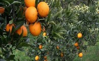 برداشت سالانه ۷۰۰ تن پرتقال