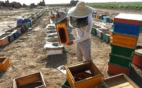 درآمد 24 میلیونی با طرح پرورش زنبورعسل/ زنبورداری بهترین نسخه مقابله با خشکسالی در سیستان