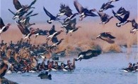 ورود پرندگان مهاجر سیبری به سراوان/ آبگیرهای سراوان میزبان صدها قطعه پرنده مهاجر شدند