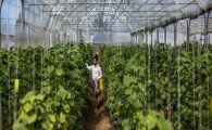 خودکفایی گلخانه دار ایرانشهری برای 30 نفر ایجاد شغل کرد/ هر نیم هکتار سالانه 70 میلیون درآمد