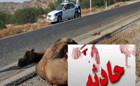 برخورد پژو با شتر در جنوب سیستان و بلوچستان، سه مصدوم بر جای گذاشت