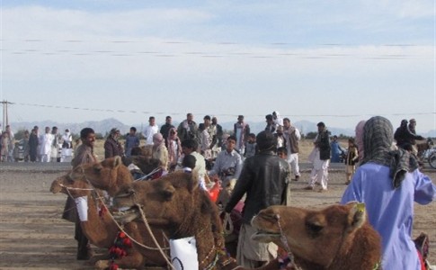 برگزاری مسابقات شترسواری در شهرستان دلگان